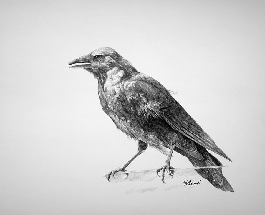 Crow Photo Drawing