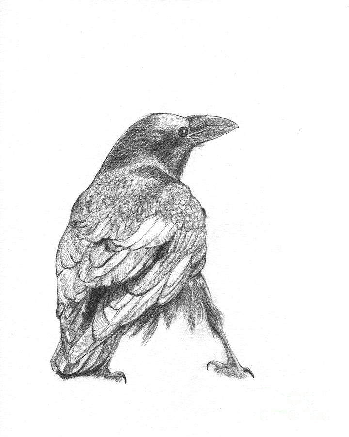 Crow Picture Drawing
