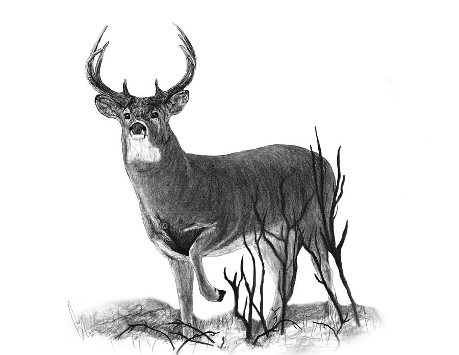 Deer Amazing Drawing