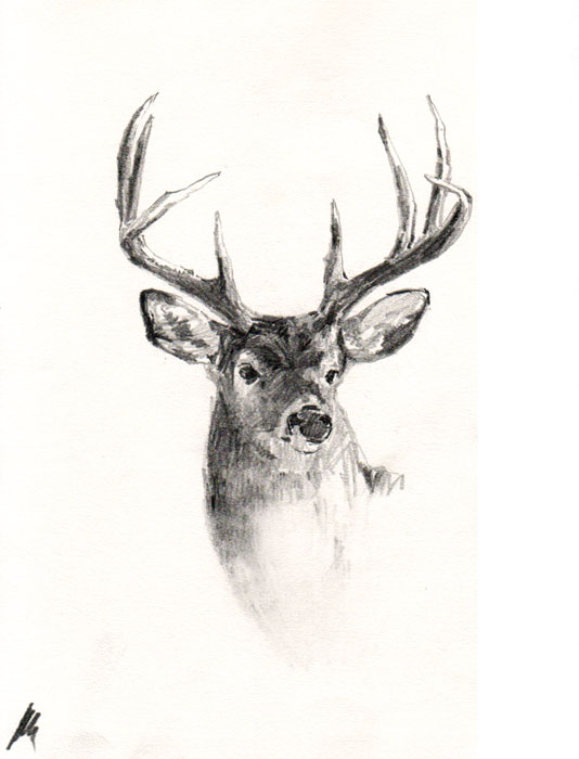 Deer Beautiful Image Drawing