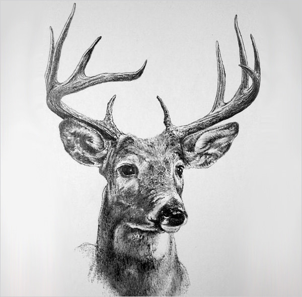 Deer Beautiful Image Drawing