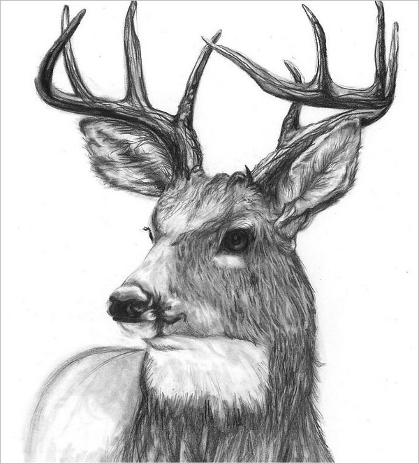 Deer Best Art