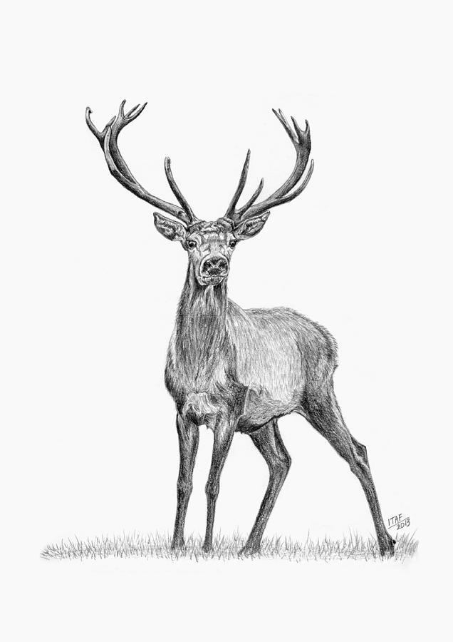 Deer Best Drawing