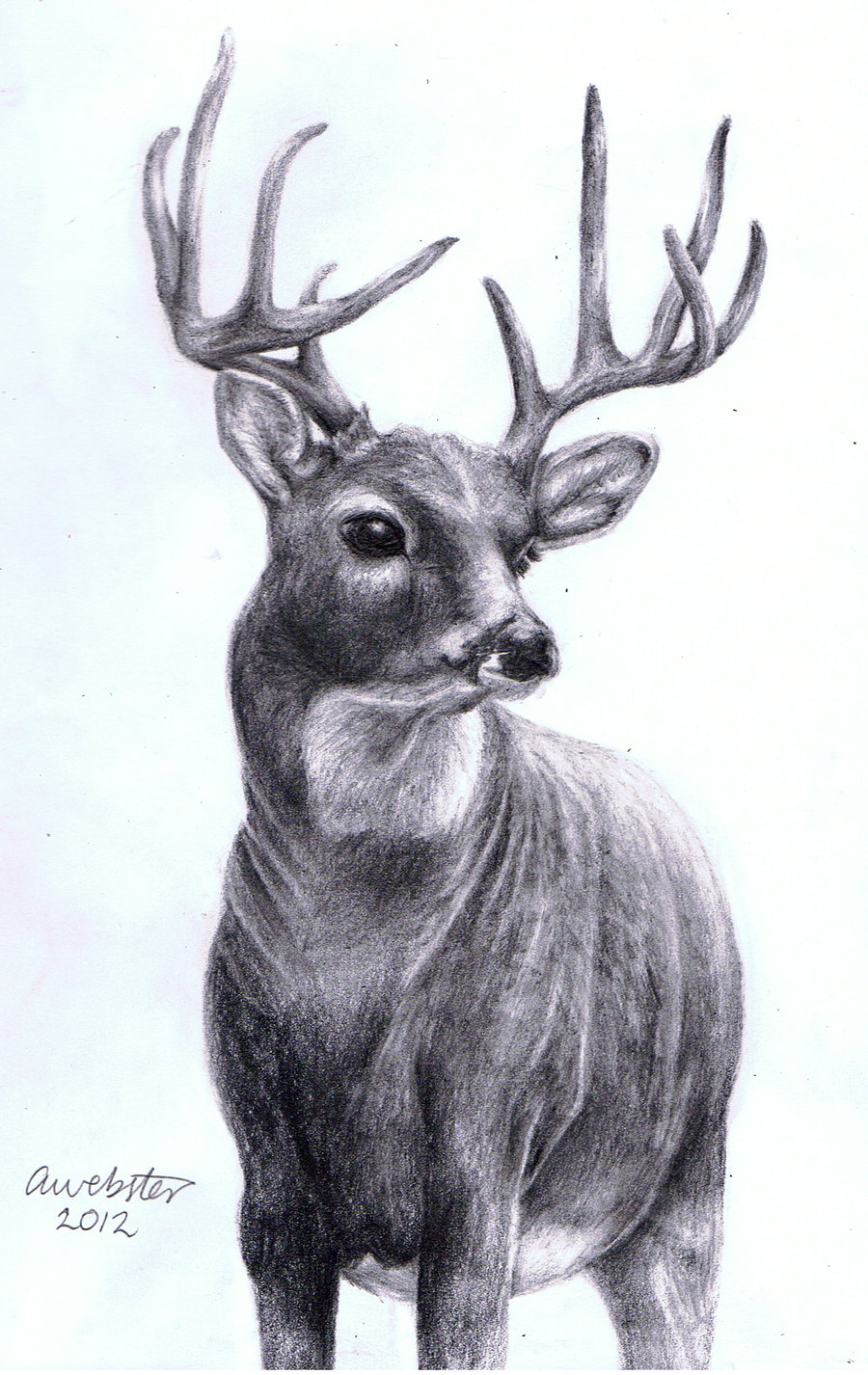 Deer Drawing Creative Art