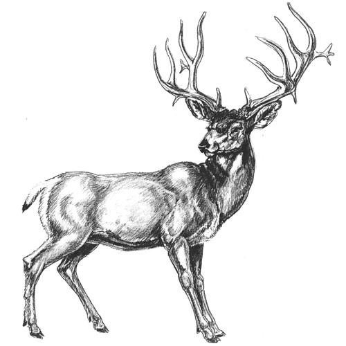 Deer Drawing Image