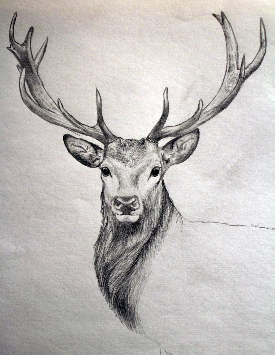 Deer Drawing Pic