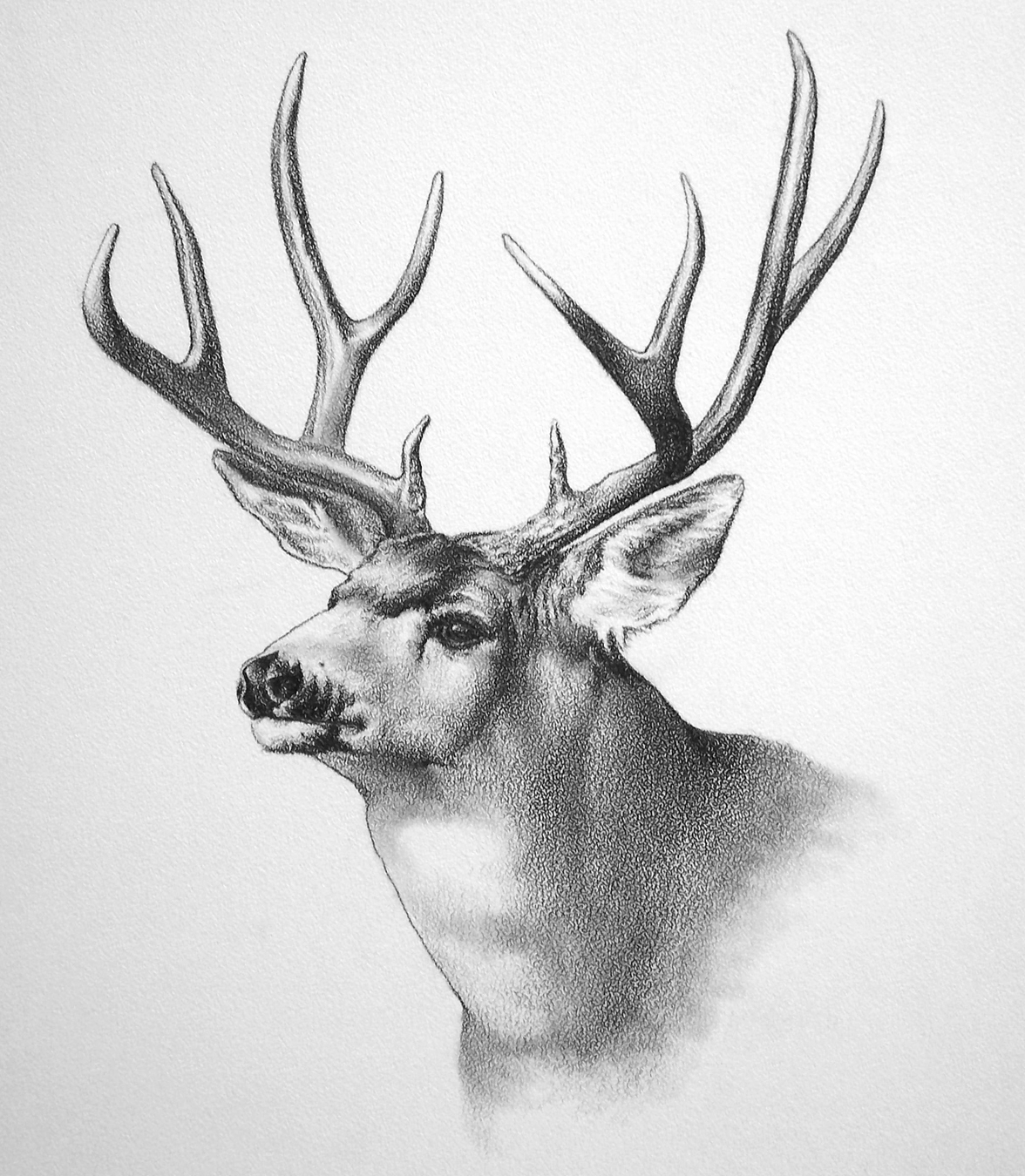 Deer Drawing Picture