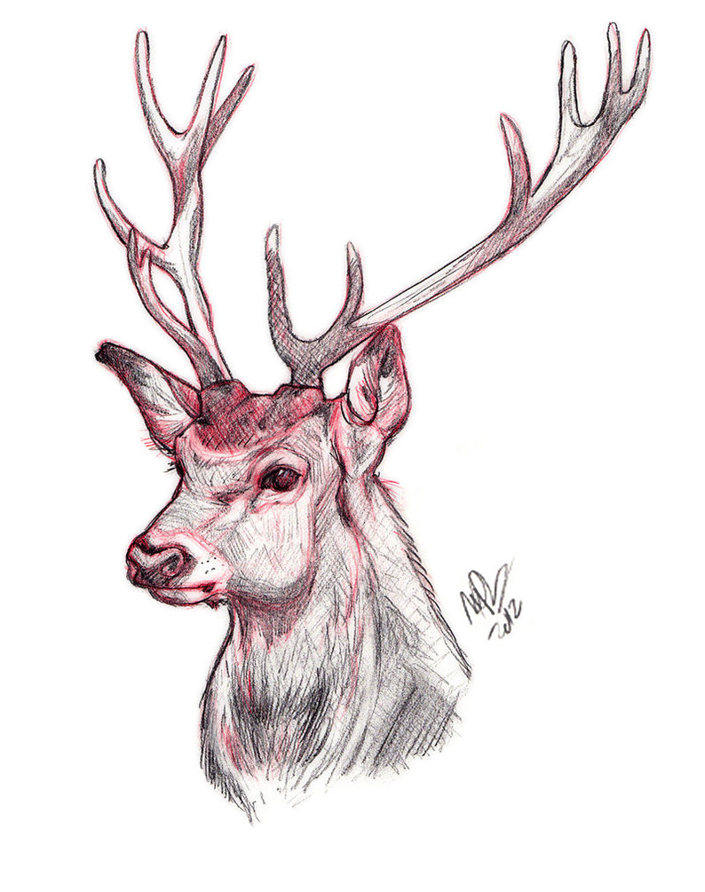Deer High-Quality Drawing
