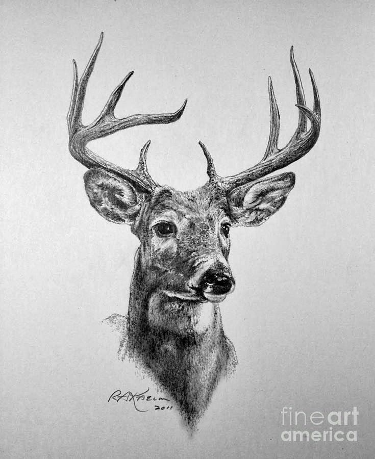 Deer Image Drawing