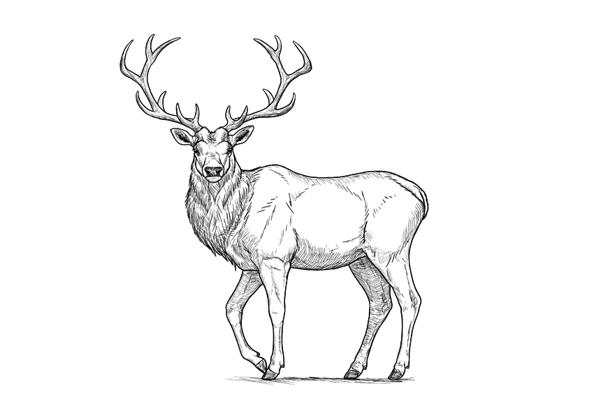 Deer Pic Drawing