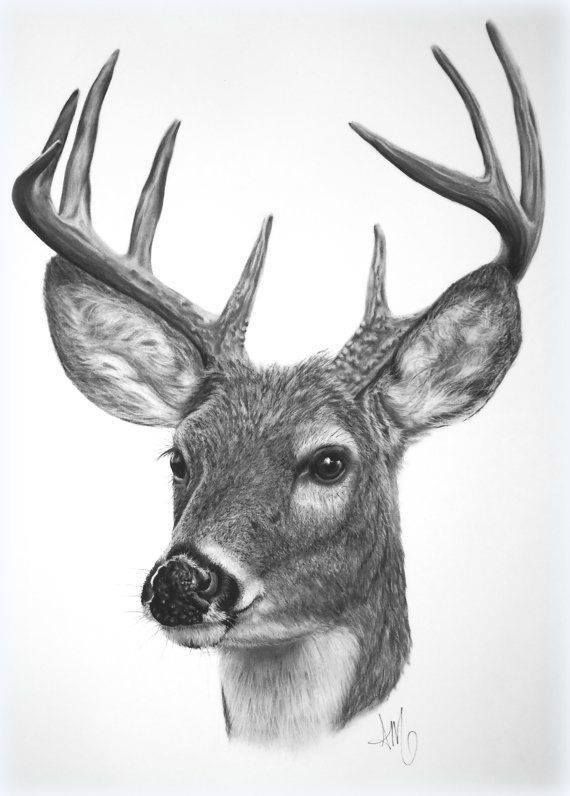 Deer Picture Drawing