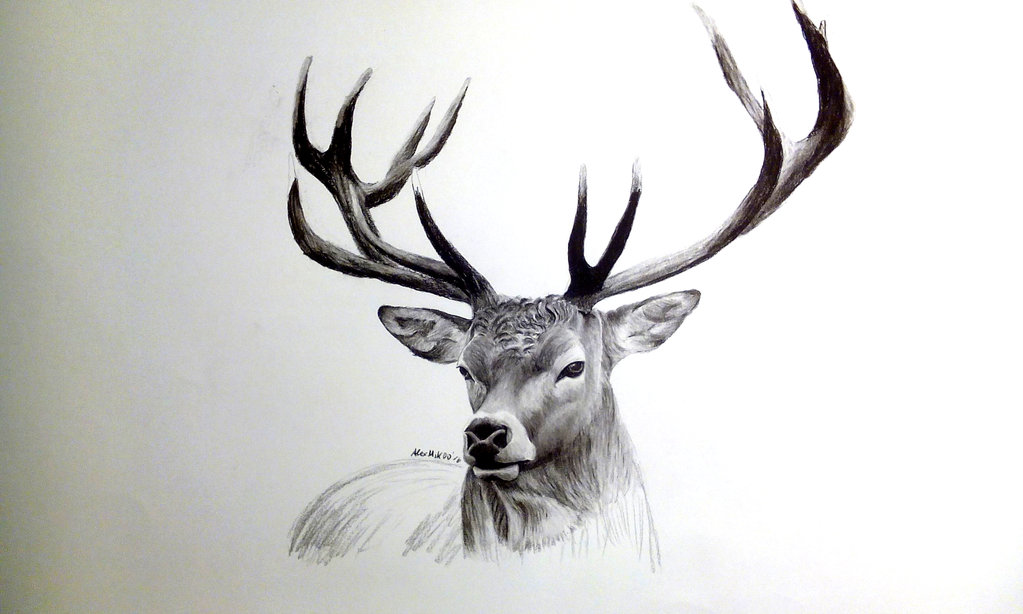 Deer Realistic Drawing