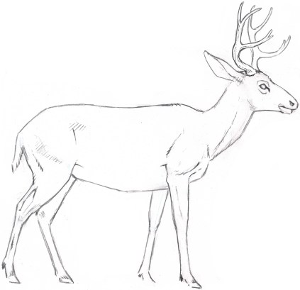 Deer Realistic Drawing