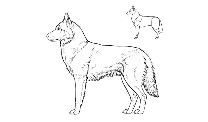 Dog Best Drawing