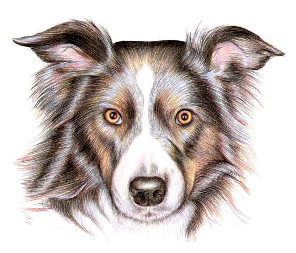 Dog Photo Drawing