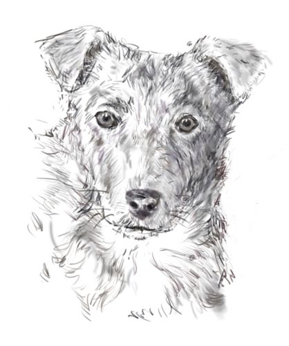 Dog Picture Drawing