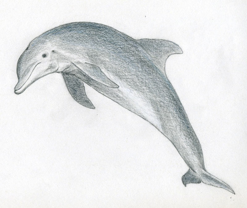 Dolphin Amazing Drawing