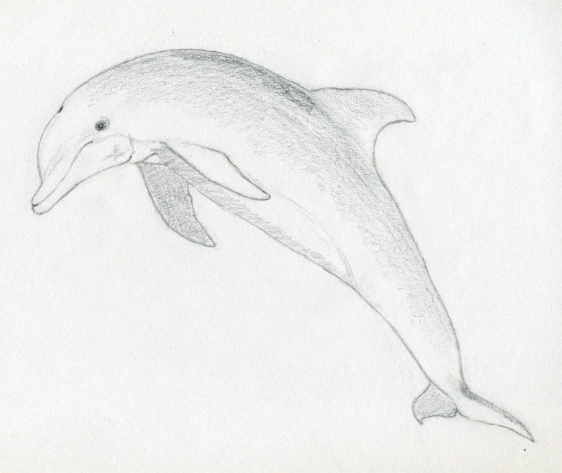 Dolphin Beautiful Image Drawing