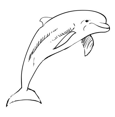 Dolphin Drawing Pic