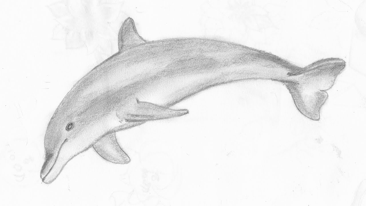 Dolphin High-Quality Drawing
