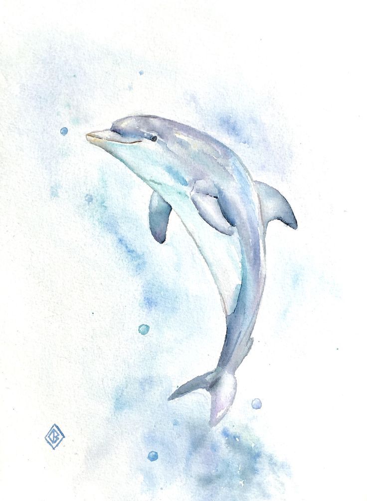 Dolphin Photo Drawing