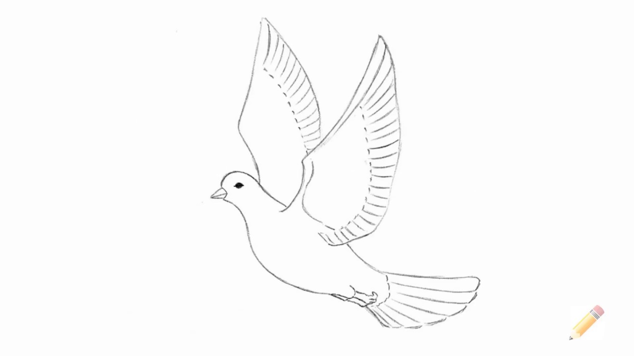 Dove Beautiful Image Drawing