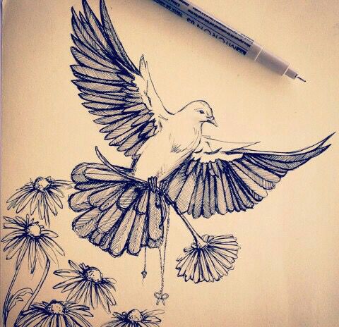 Dove Drawing