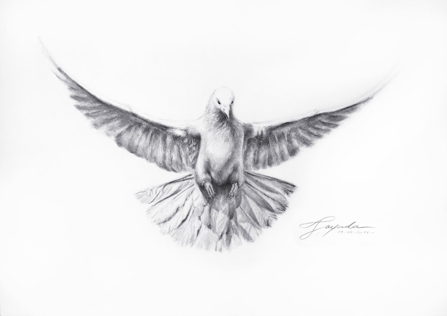 Dove Image Drawing