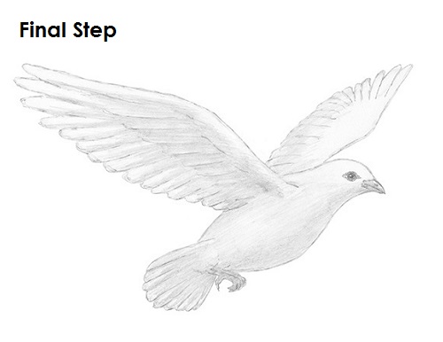 Dove Pic Drawing