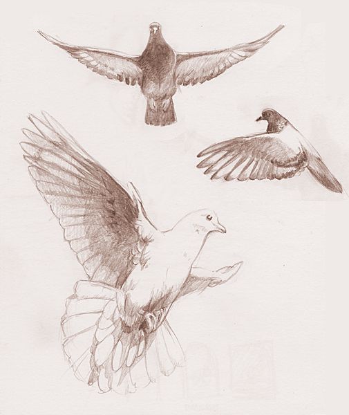 Dove Picture Drawing