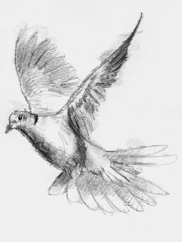 Dove Realistic Drawing