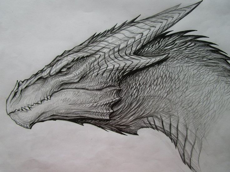 Dragon Sketch  A3 Poster  Frankly Wearing