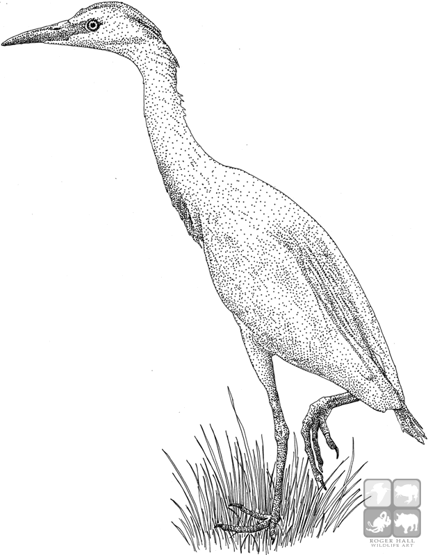 Egret Image Drawing
