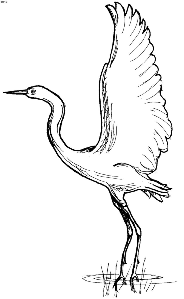 Egret Picture Drawing