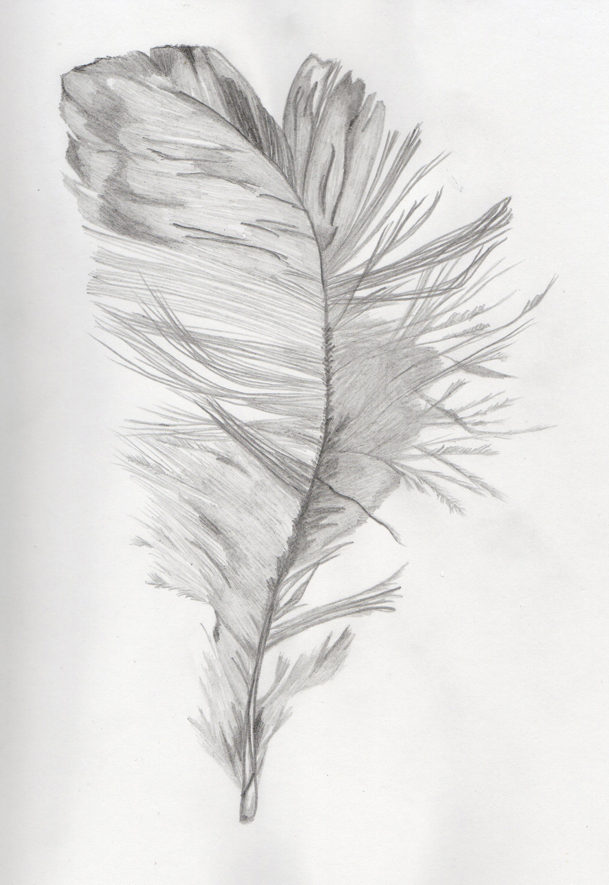 Feather Amazing Drawing