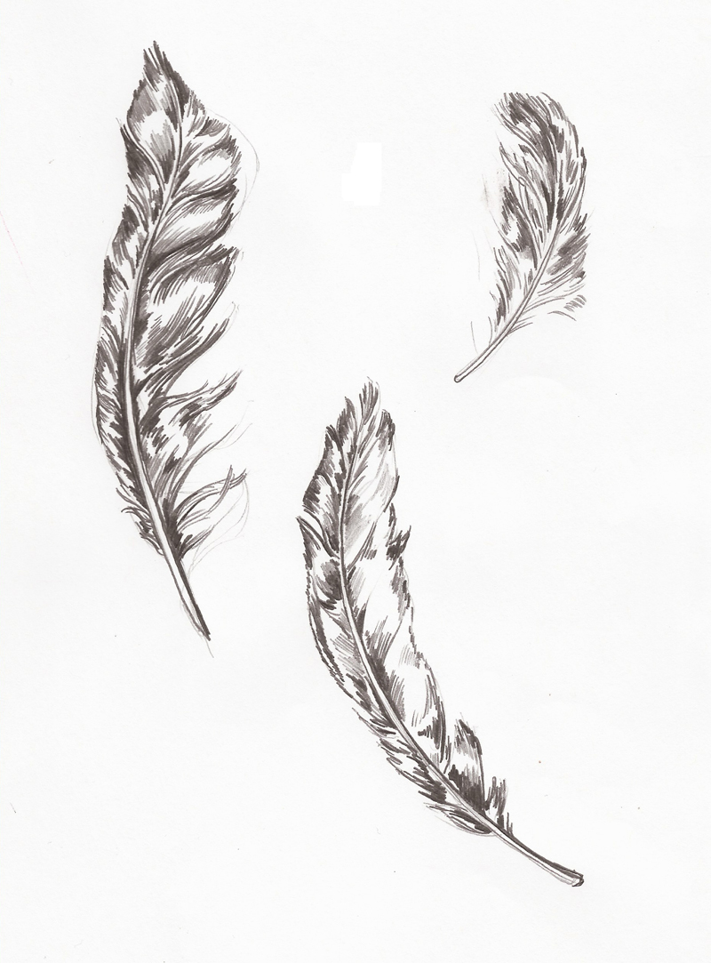 Feather Beautiful Image Drawing
