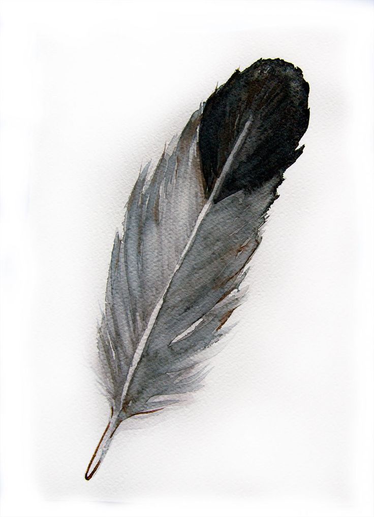 Feather Pic Drawing