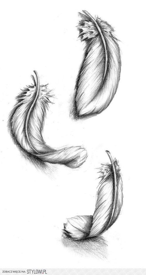Feather Sketch