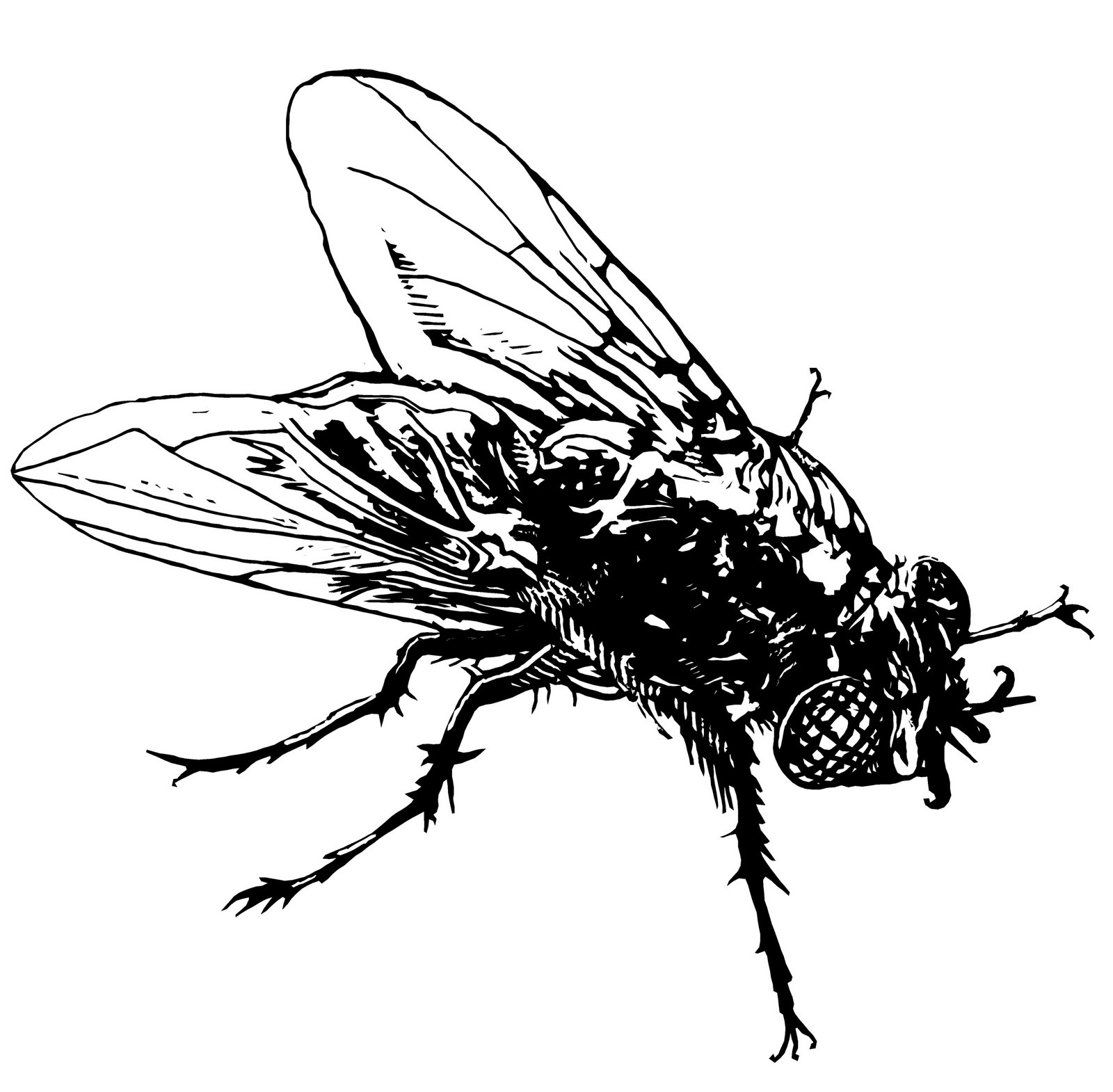 Fly Beautiful Image Drawing