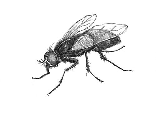 How to draw a fly easy learn drawing step by step with draw easy  YouTube