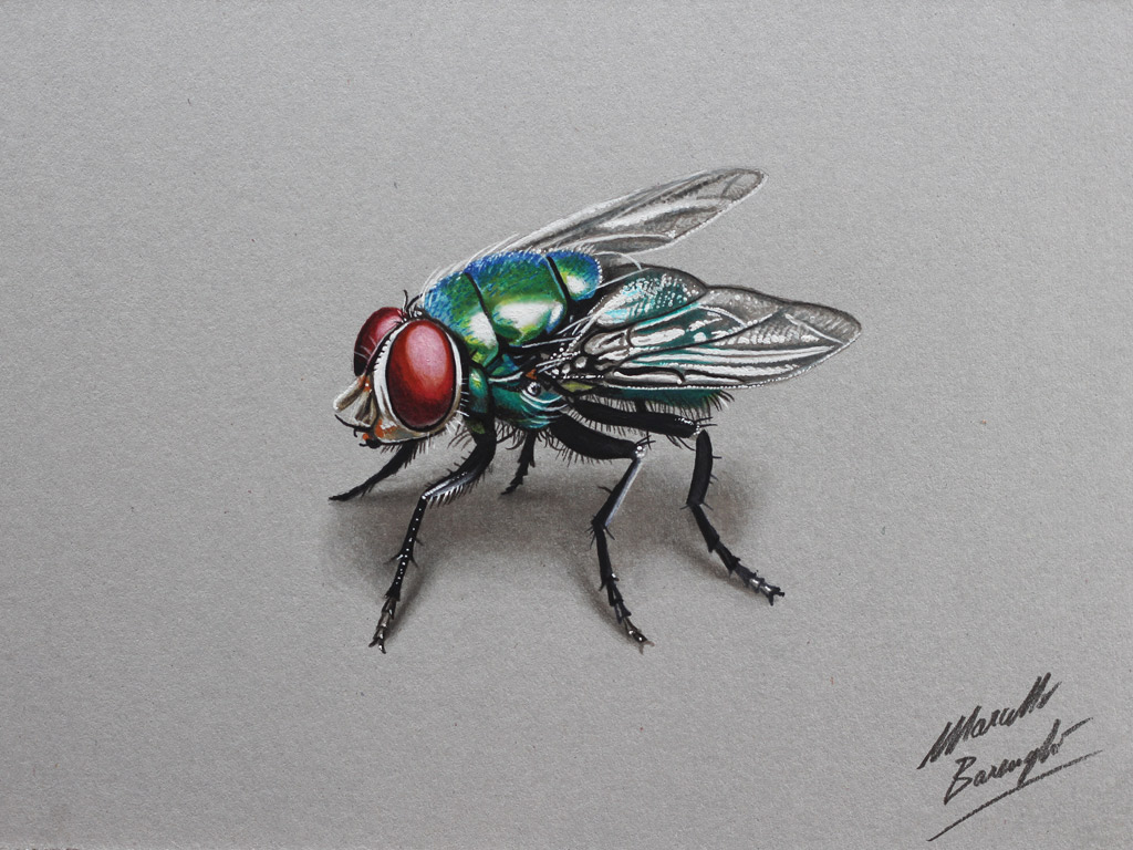 Fly Drawing Art