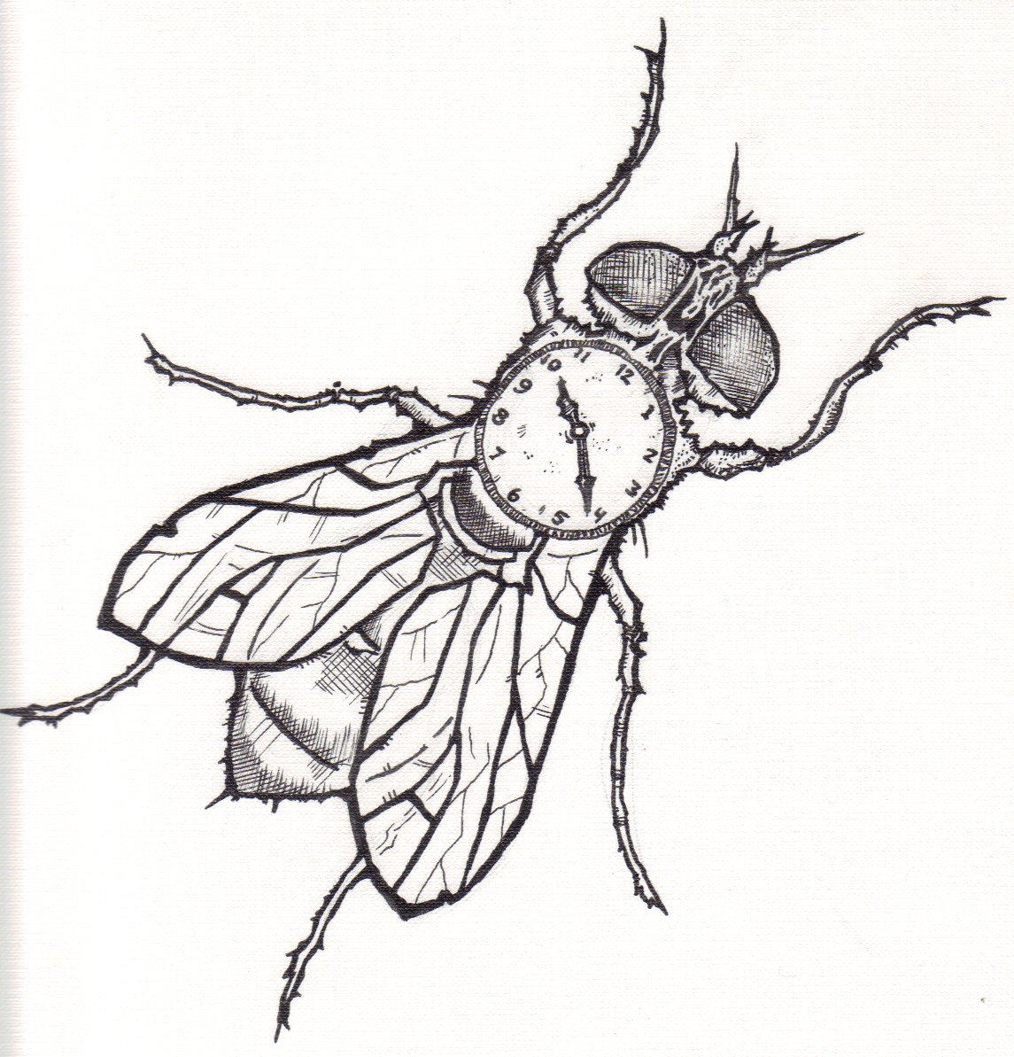 Fly Drawing Creative Art