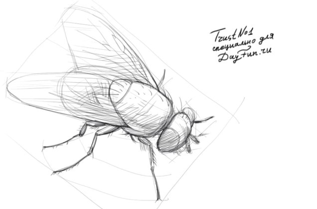 Fly Drawing Image