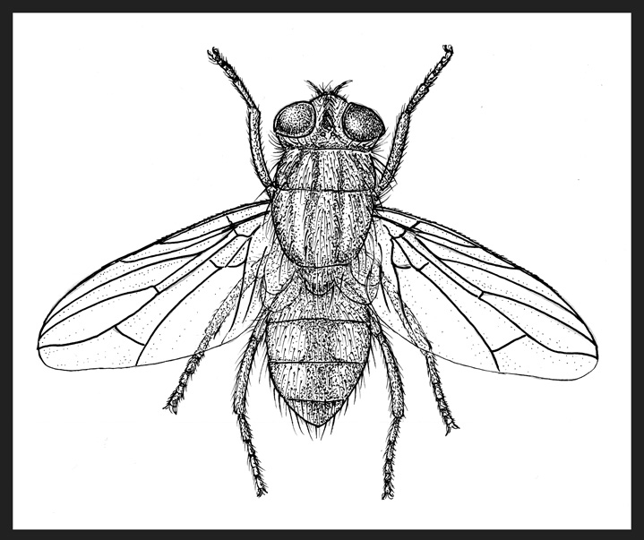 Fly insect Ink black and white drawing Stock Photo  Alamy