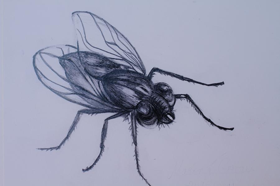Fly Image Drawing