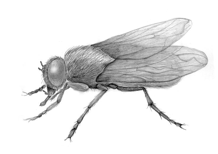 Fly Picture Drawing