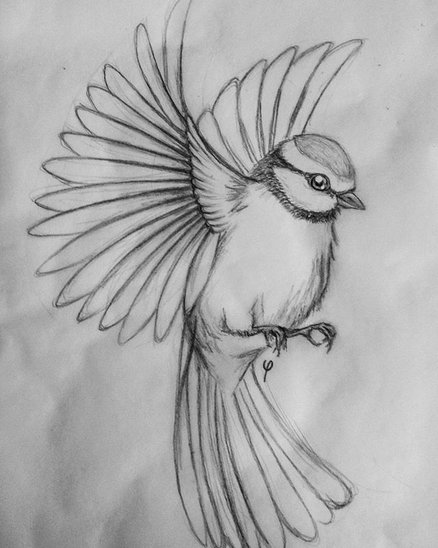 Flying Bird Drawing Pic