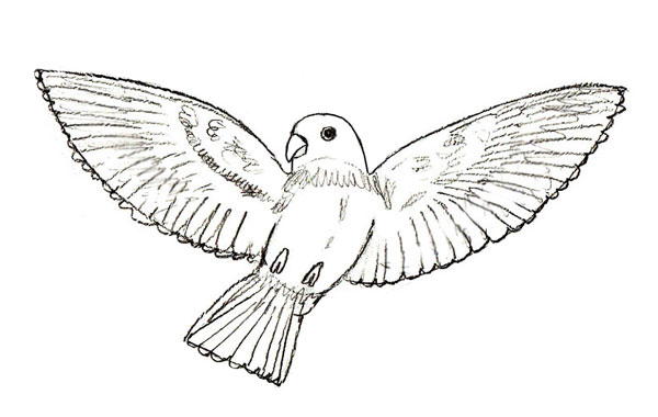 Flying Bird Image Drawing