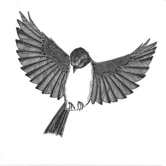 Flying Bird Pic Drawing