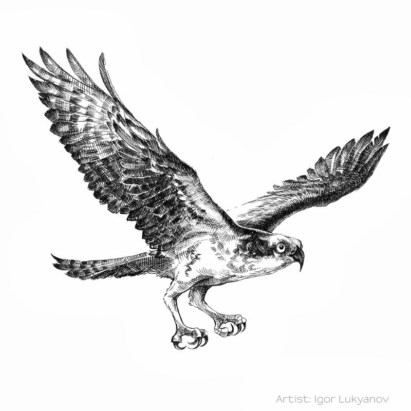 Flying Bird Realistic Drawing